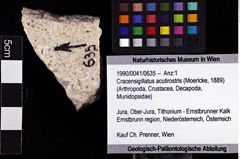 Foto (Objket + Etiketten) von Cracensigillatus acutirostris (Moericke, 1889) 